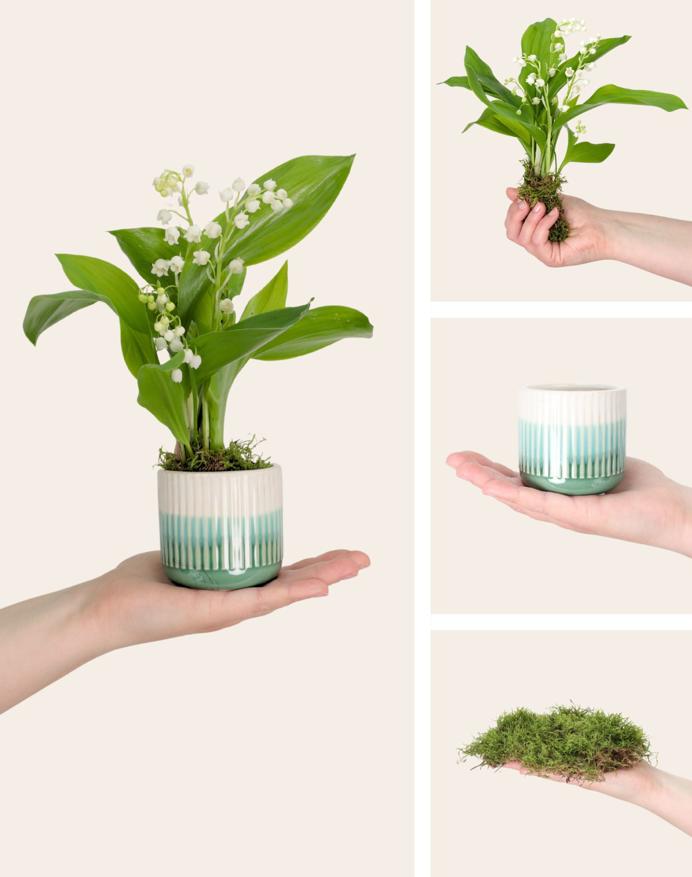 Duo de Muguet des bois - 20 brins