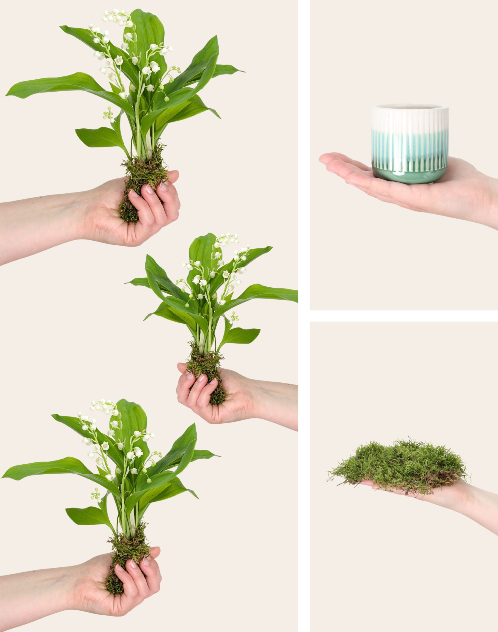 Trio de Muguet des bois - 30 brins