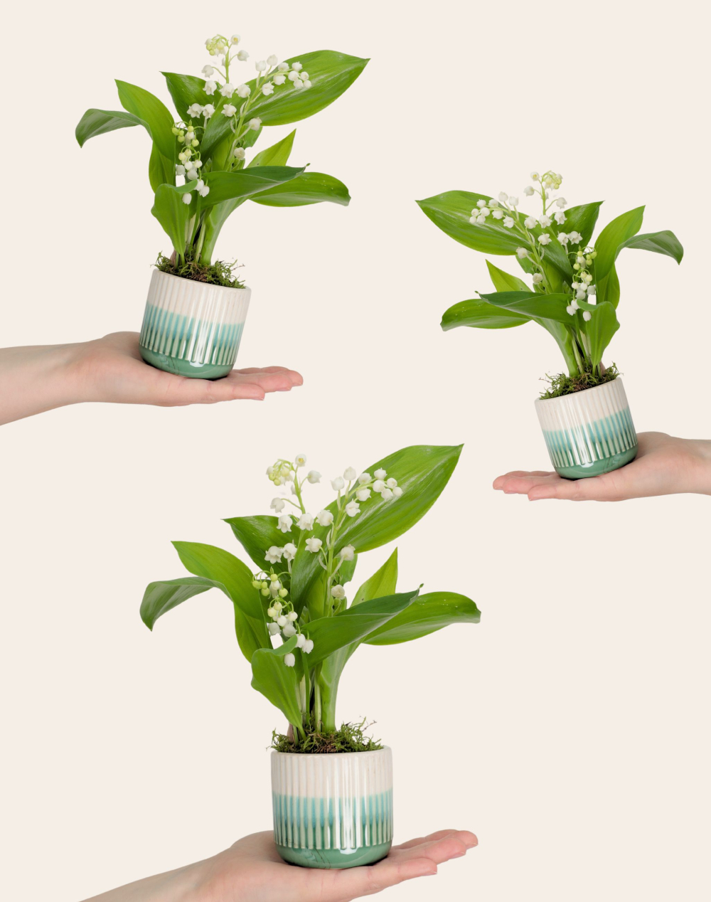 Trio de Muguet des bois - 30 brins