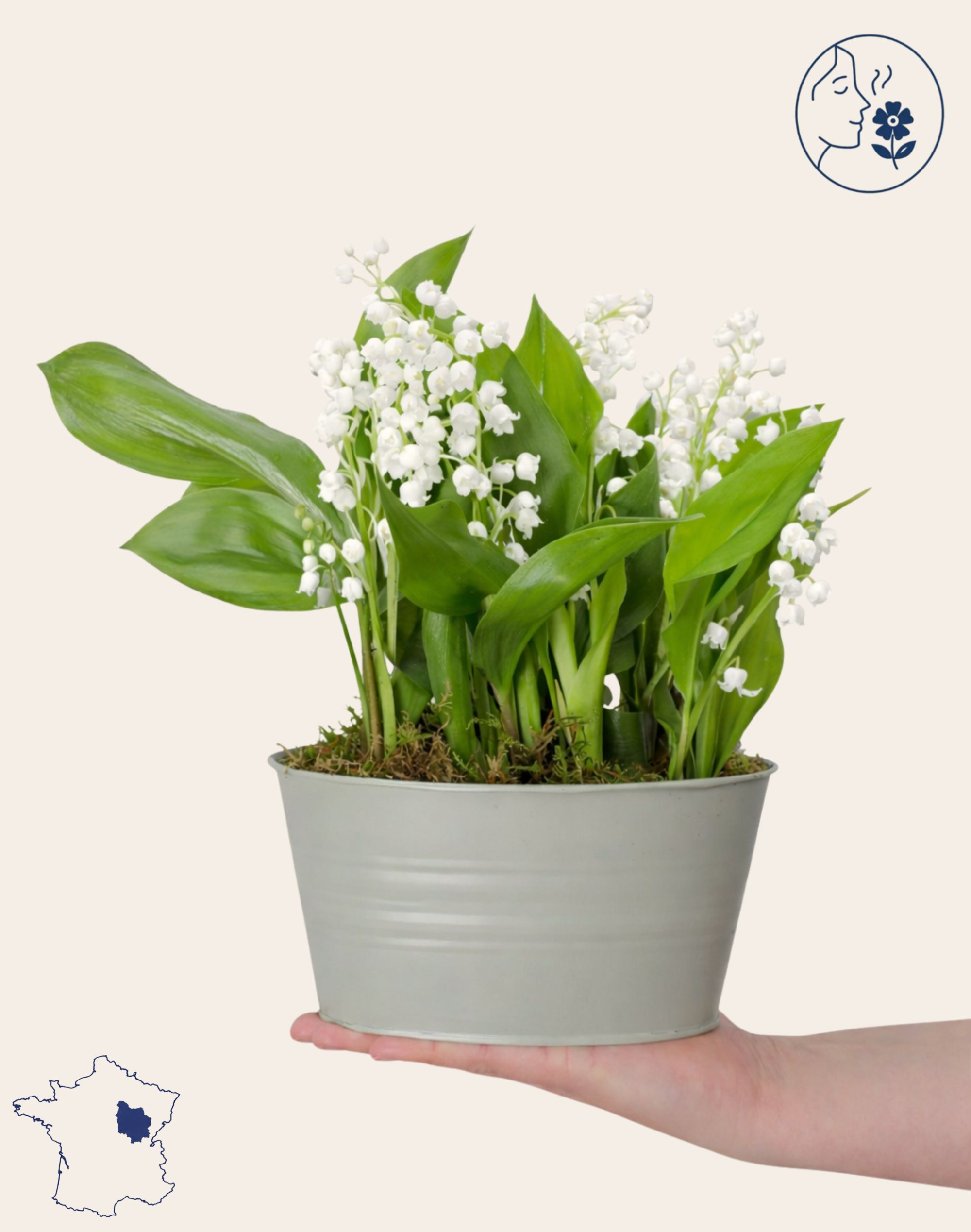 Jardinière de Muguet des bois - 50 brins