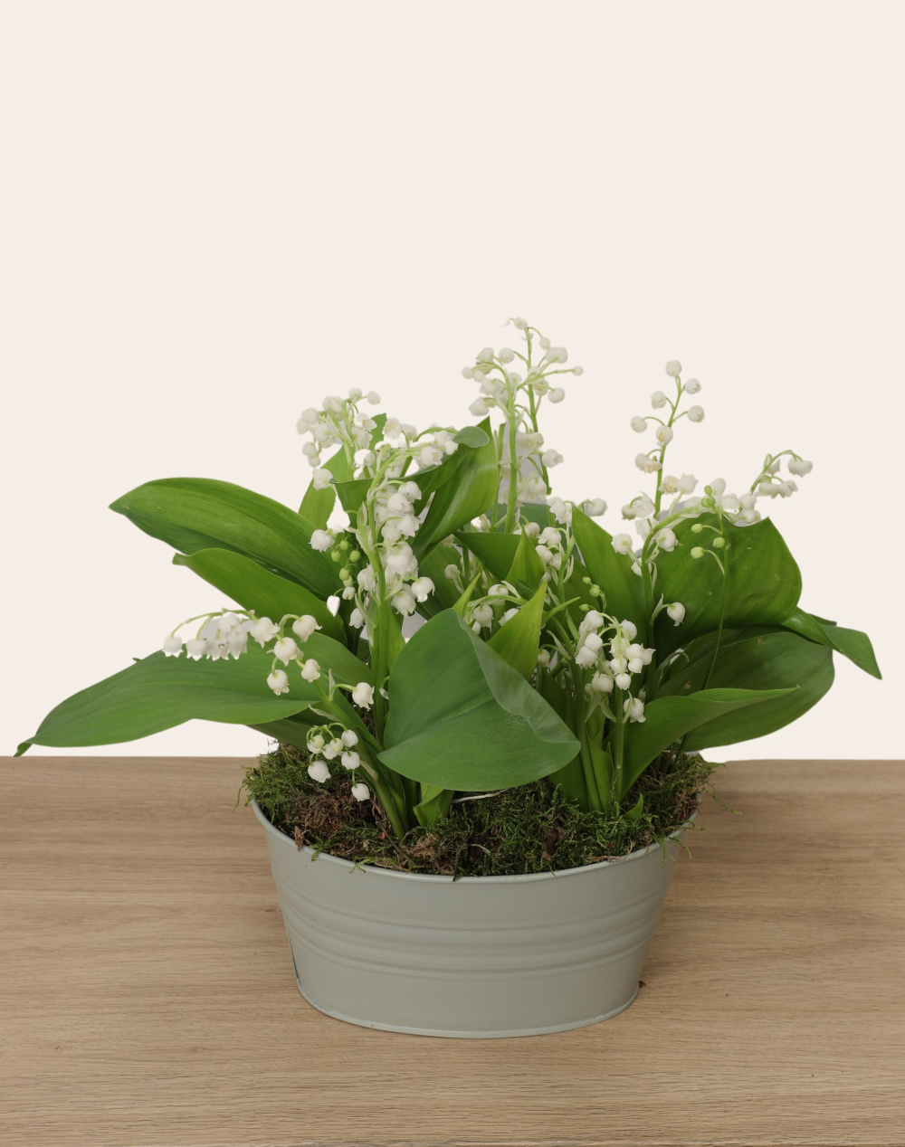 Jardinière de Muguet des bois - 50 brins