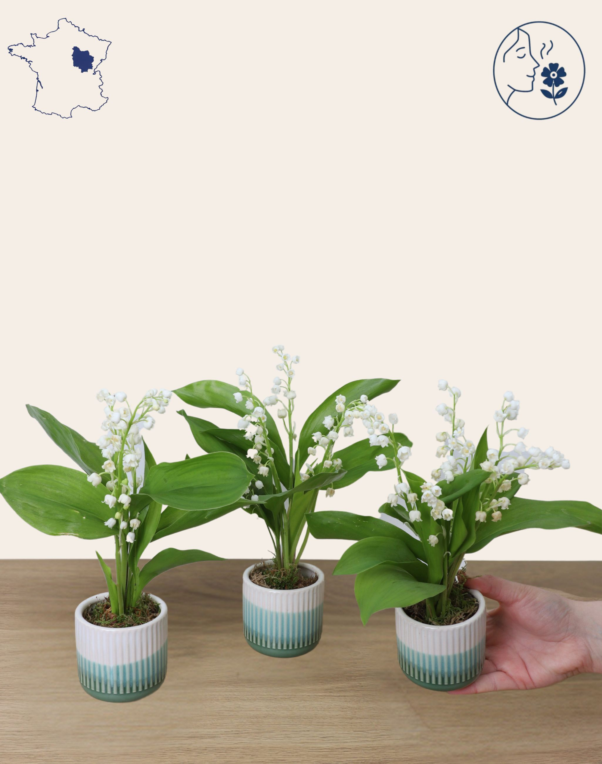 Trio de Muguet des bois - 30 brins
