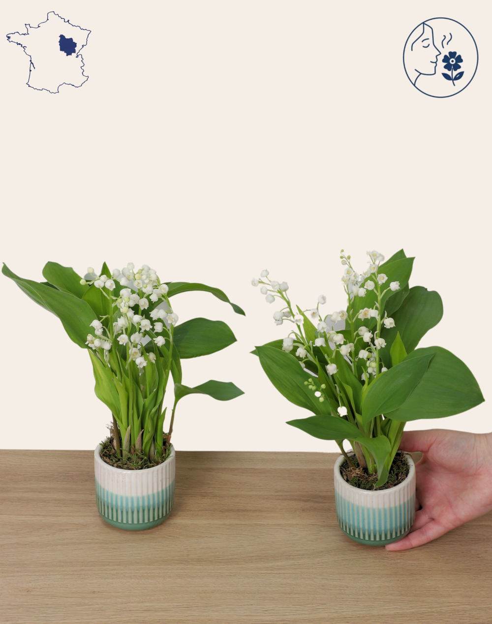 Duo de Muguet des bois - 20 brins