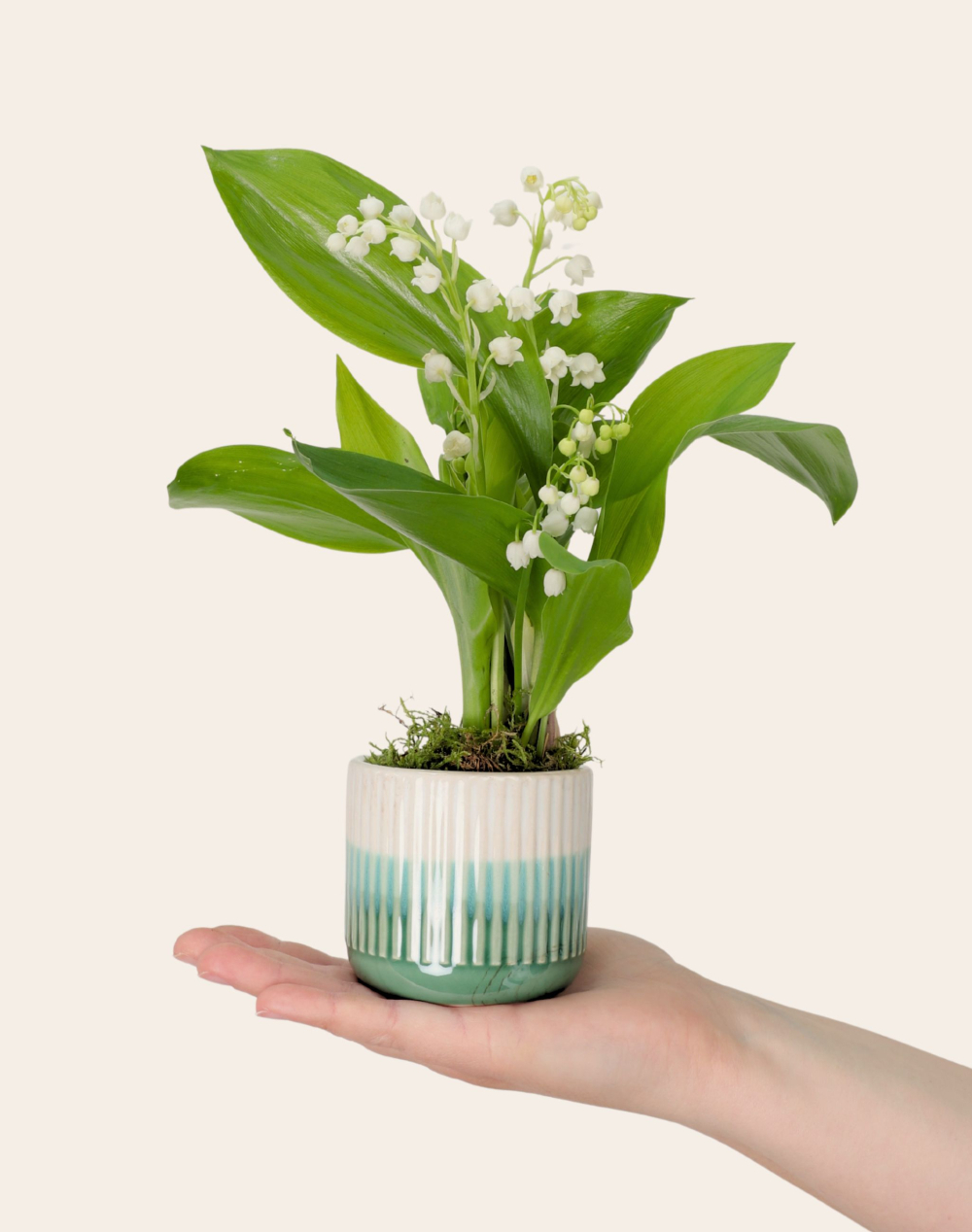 Duo de Printemps - Pivoines et Muguet