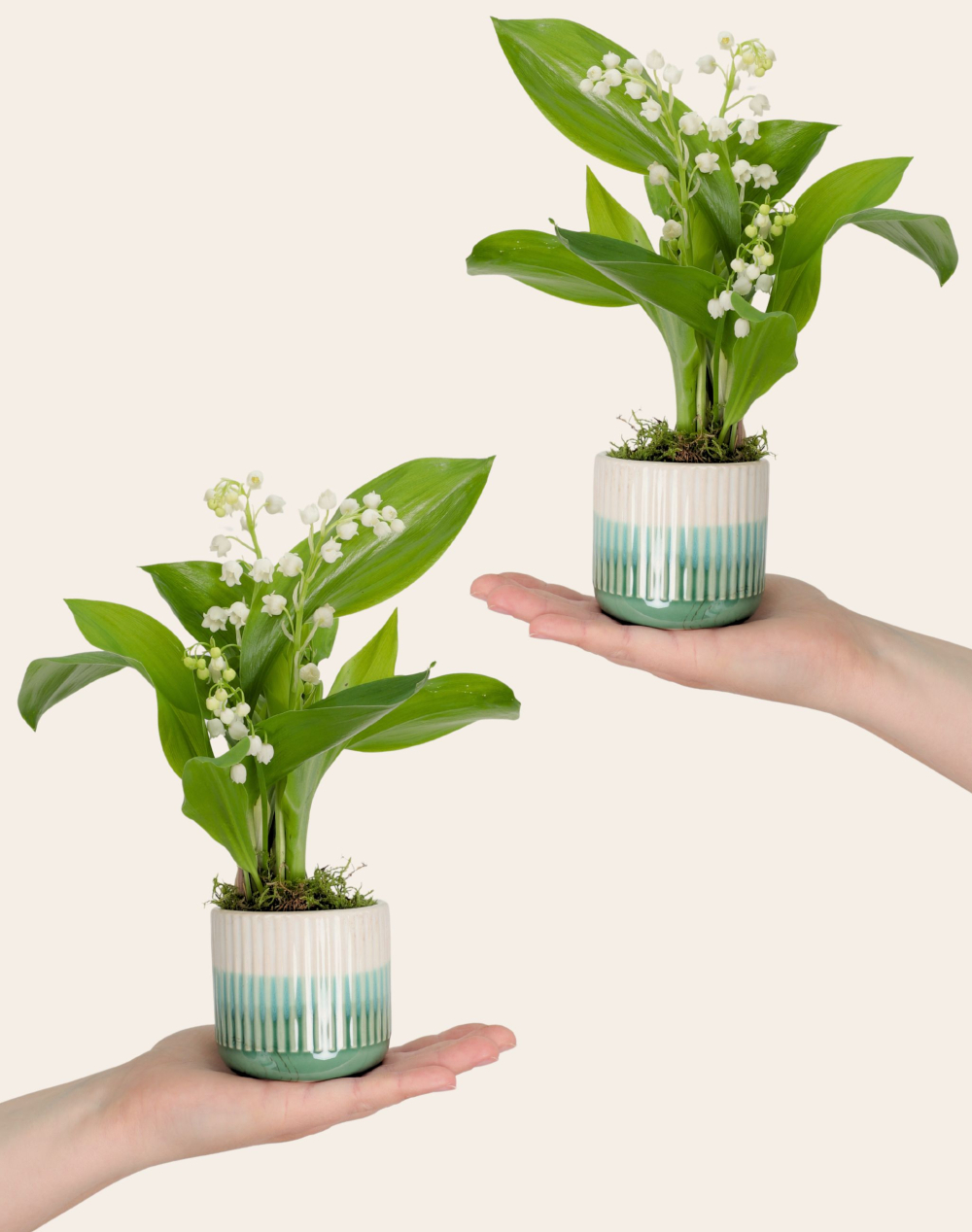 Duo du bonheur - Muguet et chocolats