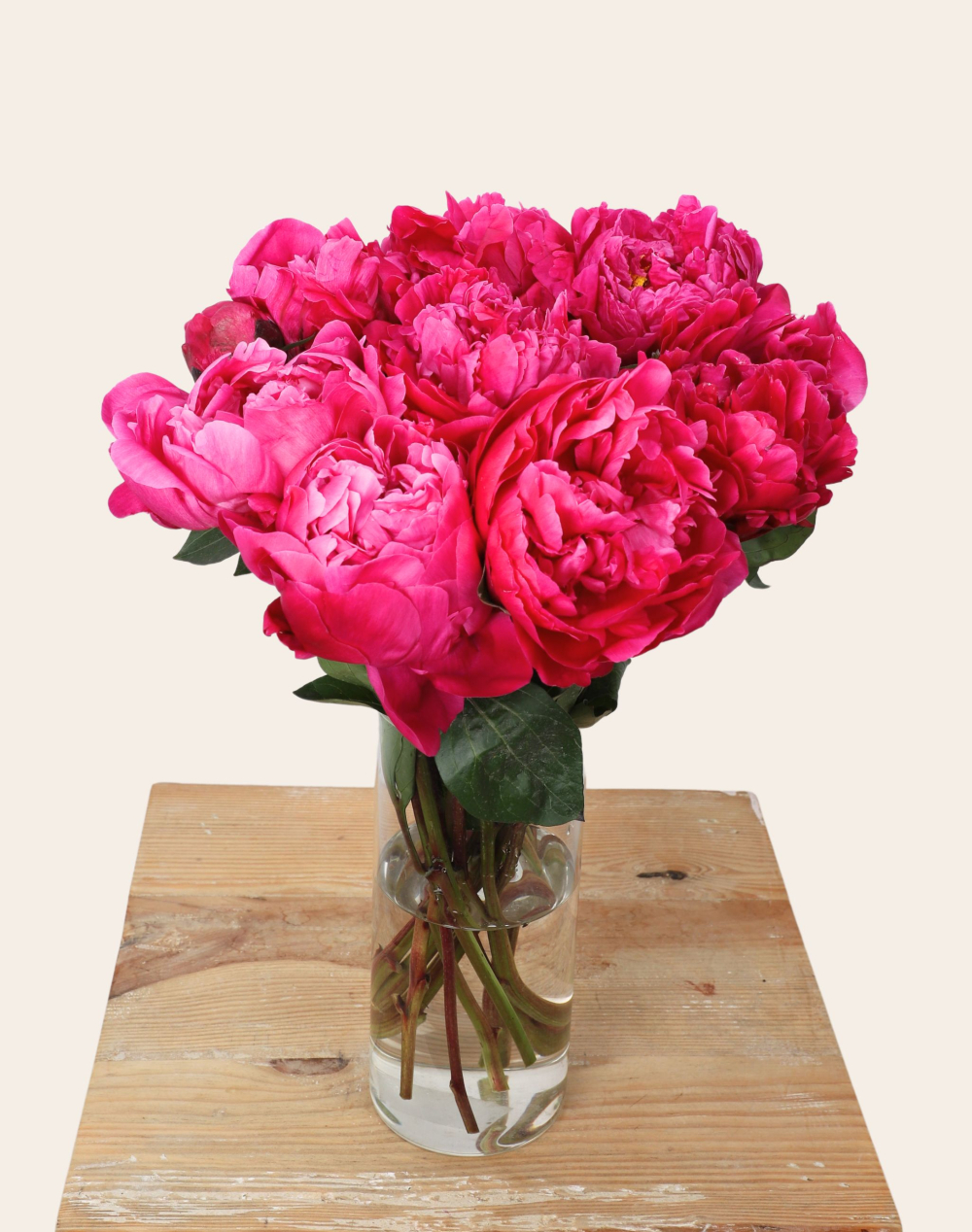 Botte de 10 Pivoines roses
