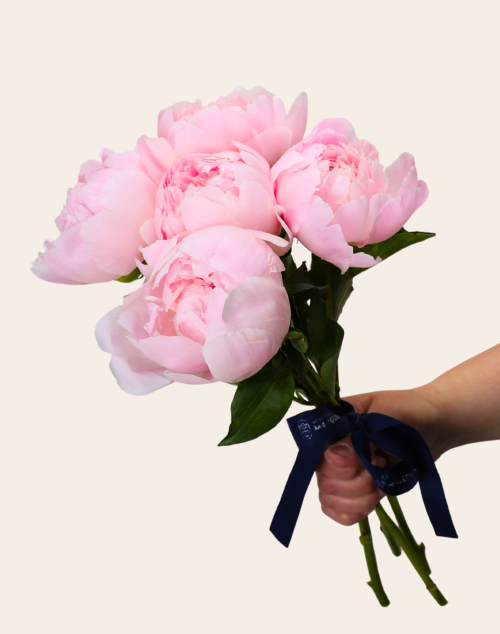 Botte surprise de 5 Pivoines