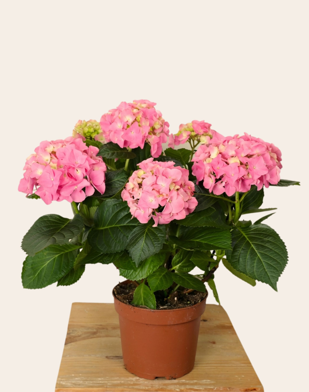 Hortensia rose