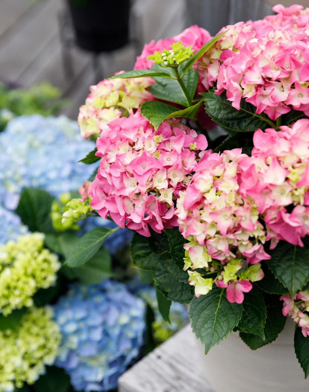 Hortensia rose