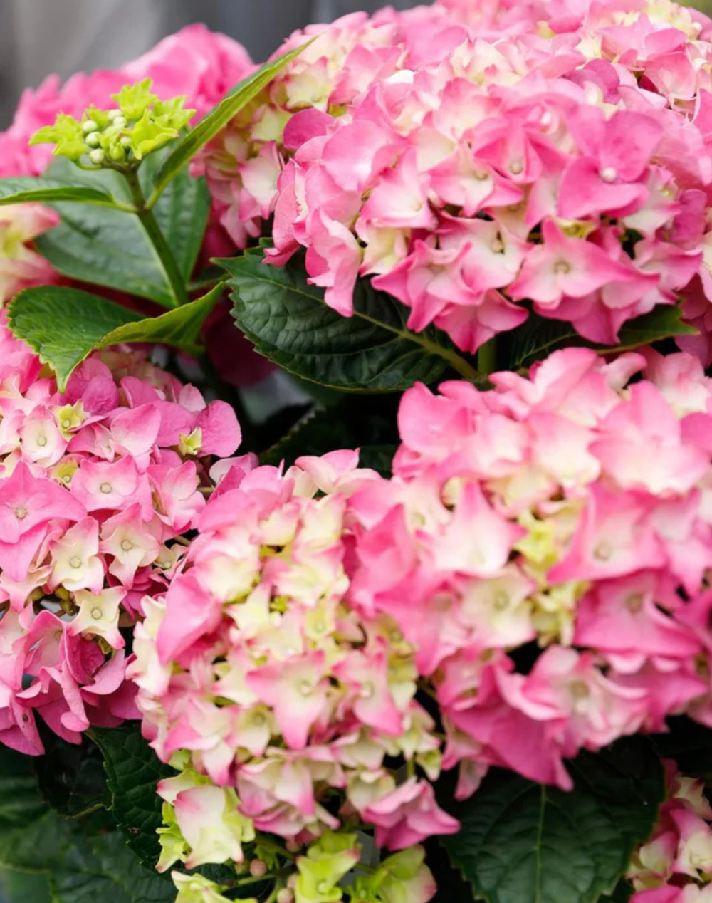 Hortensia rose