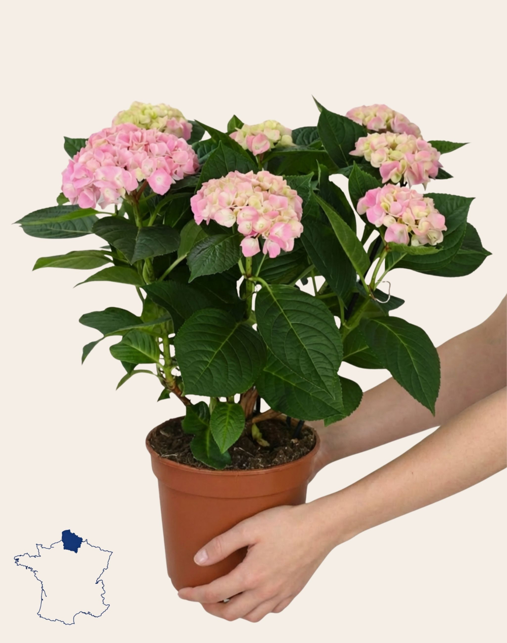 Hortensia rose