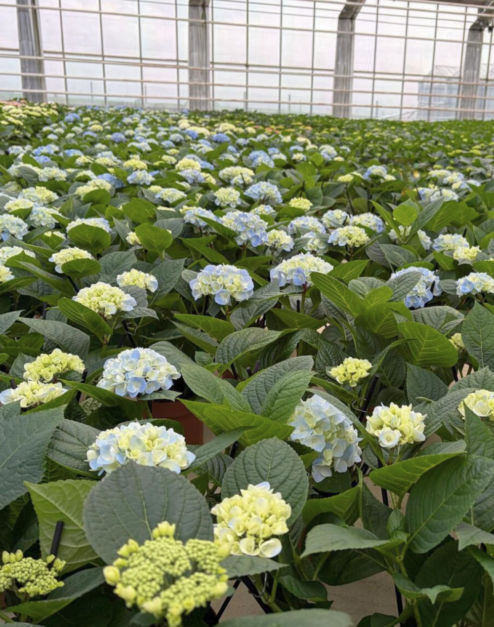 Hortensia bleu