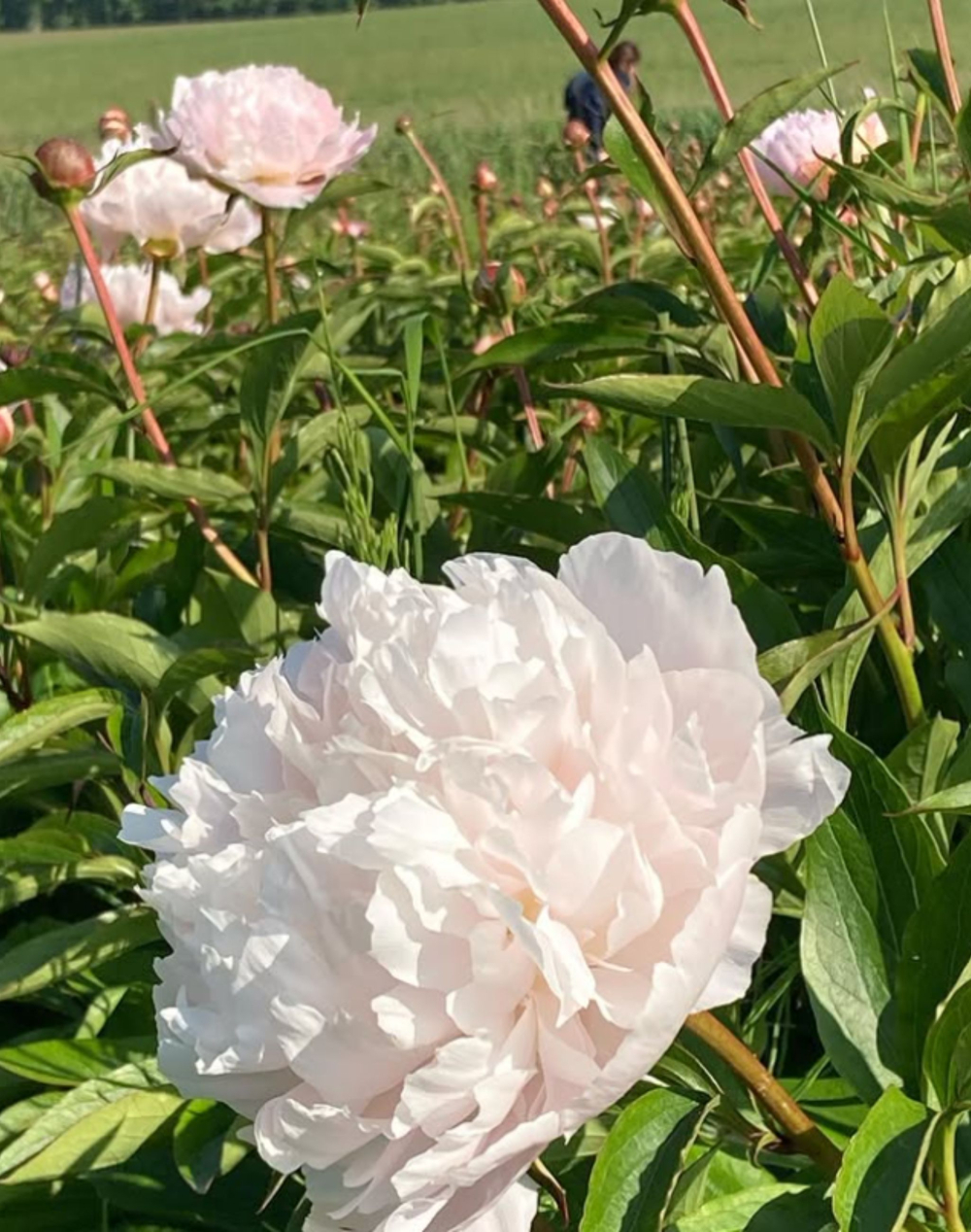 Botte de Pivoines Roses