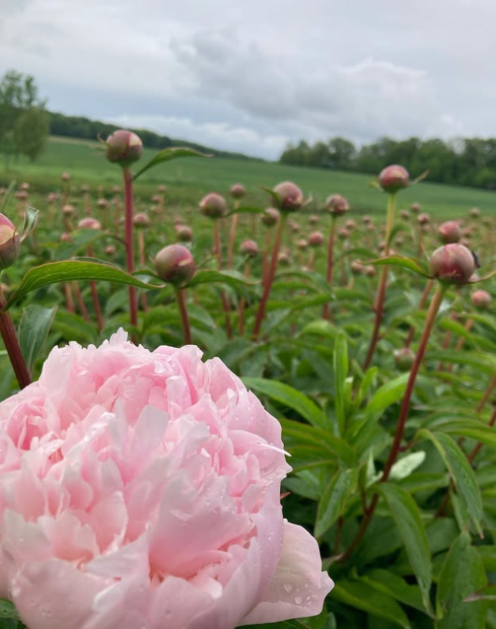 Botte de Pivoines Roses