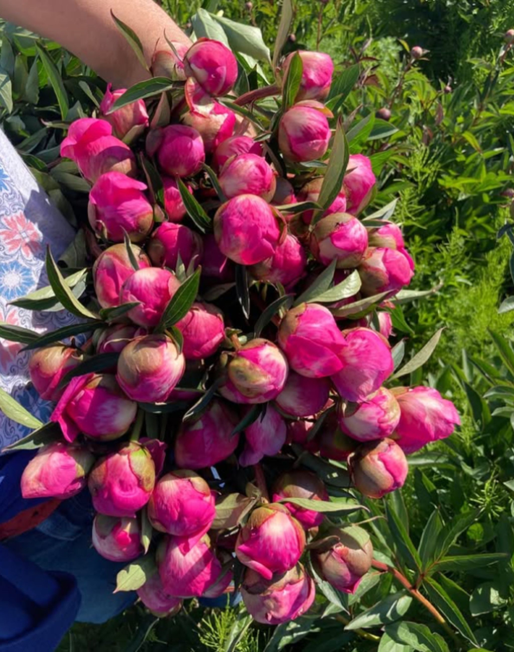 Botte de Pivoines Roses