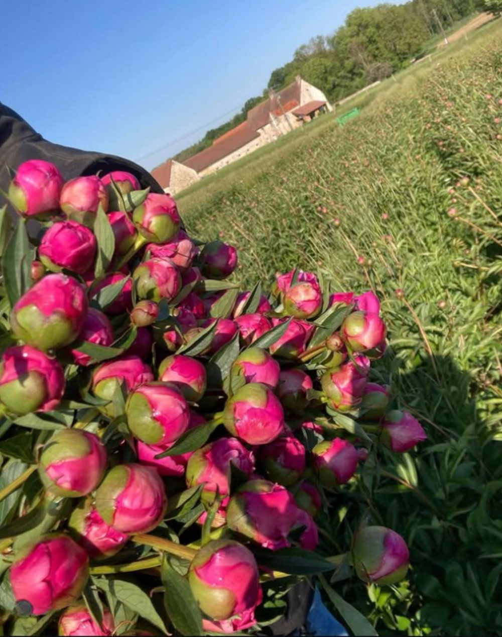 Botte de Pivoines Roses
