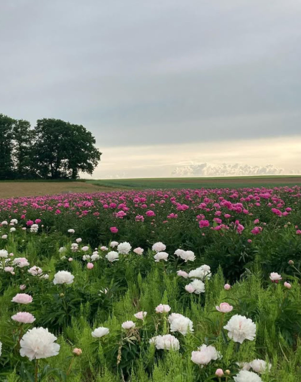 Bouquet de Pivoines surprises