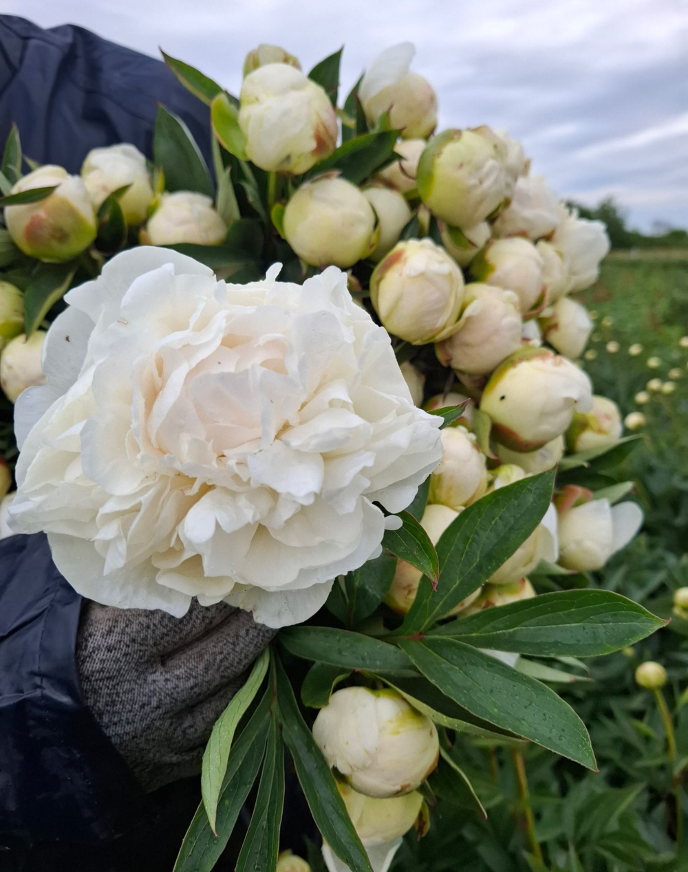 Bouquet de saison - Blanc