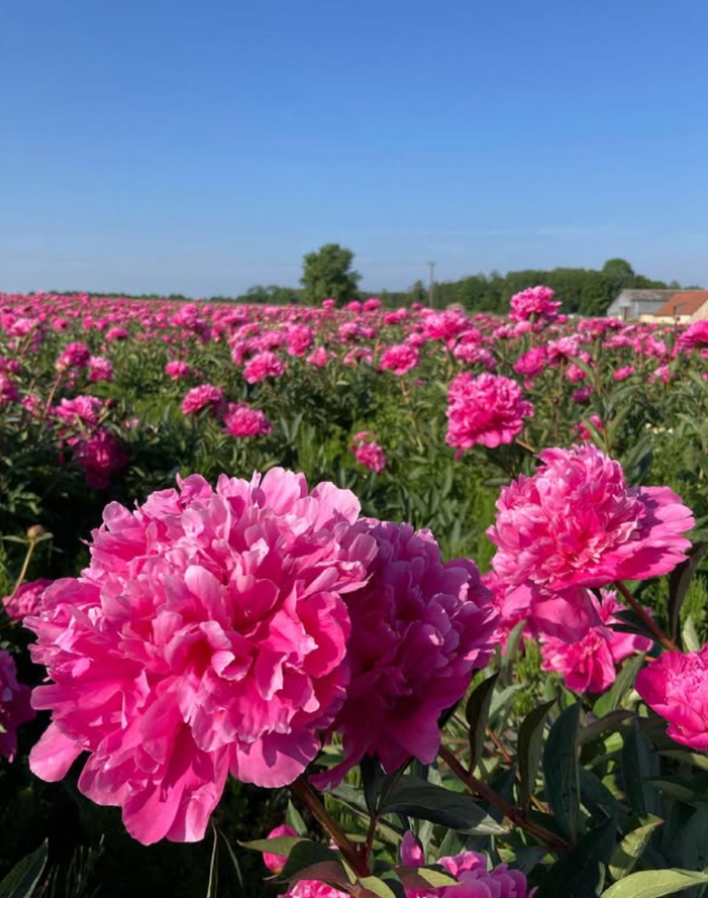 Pack Maman - Botte de Pivoines roses