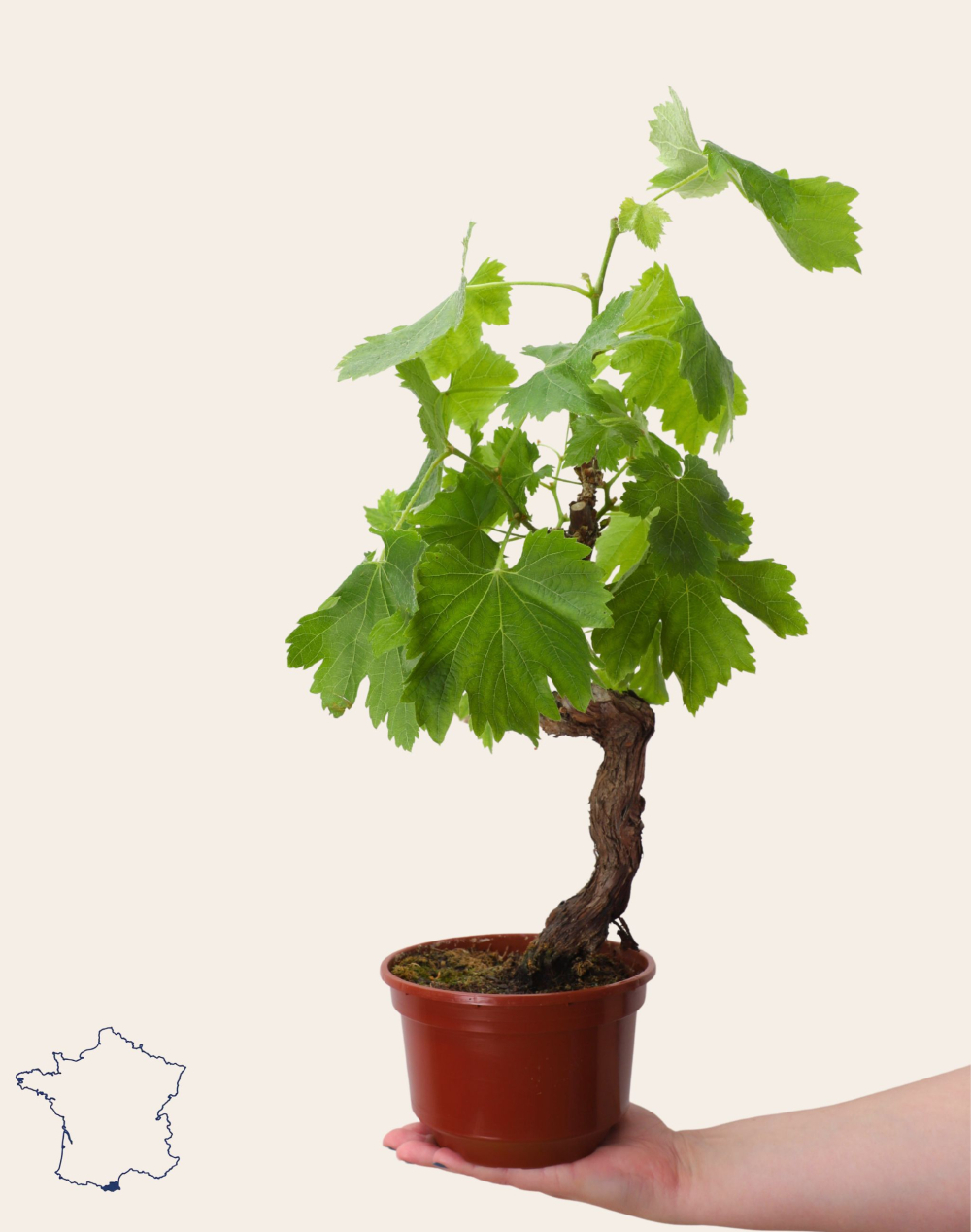 Pied de Vigne