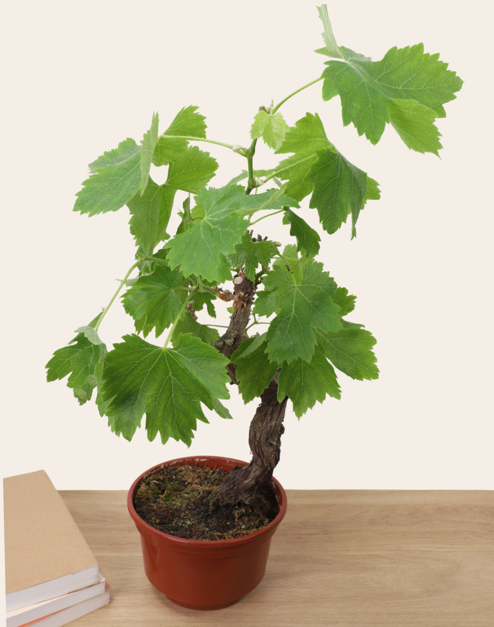 Pied de Vigne