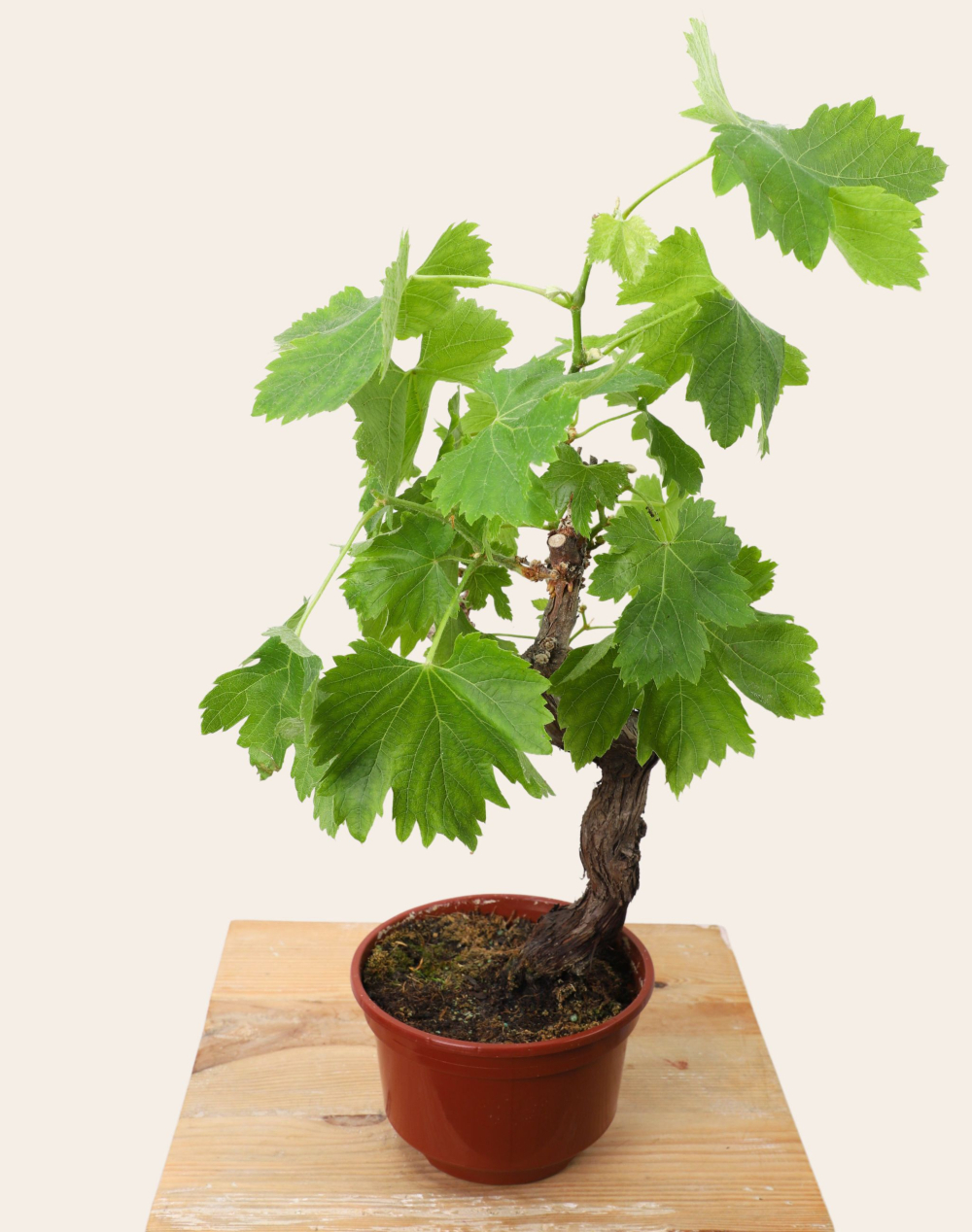 Pied de Vigne