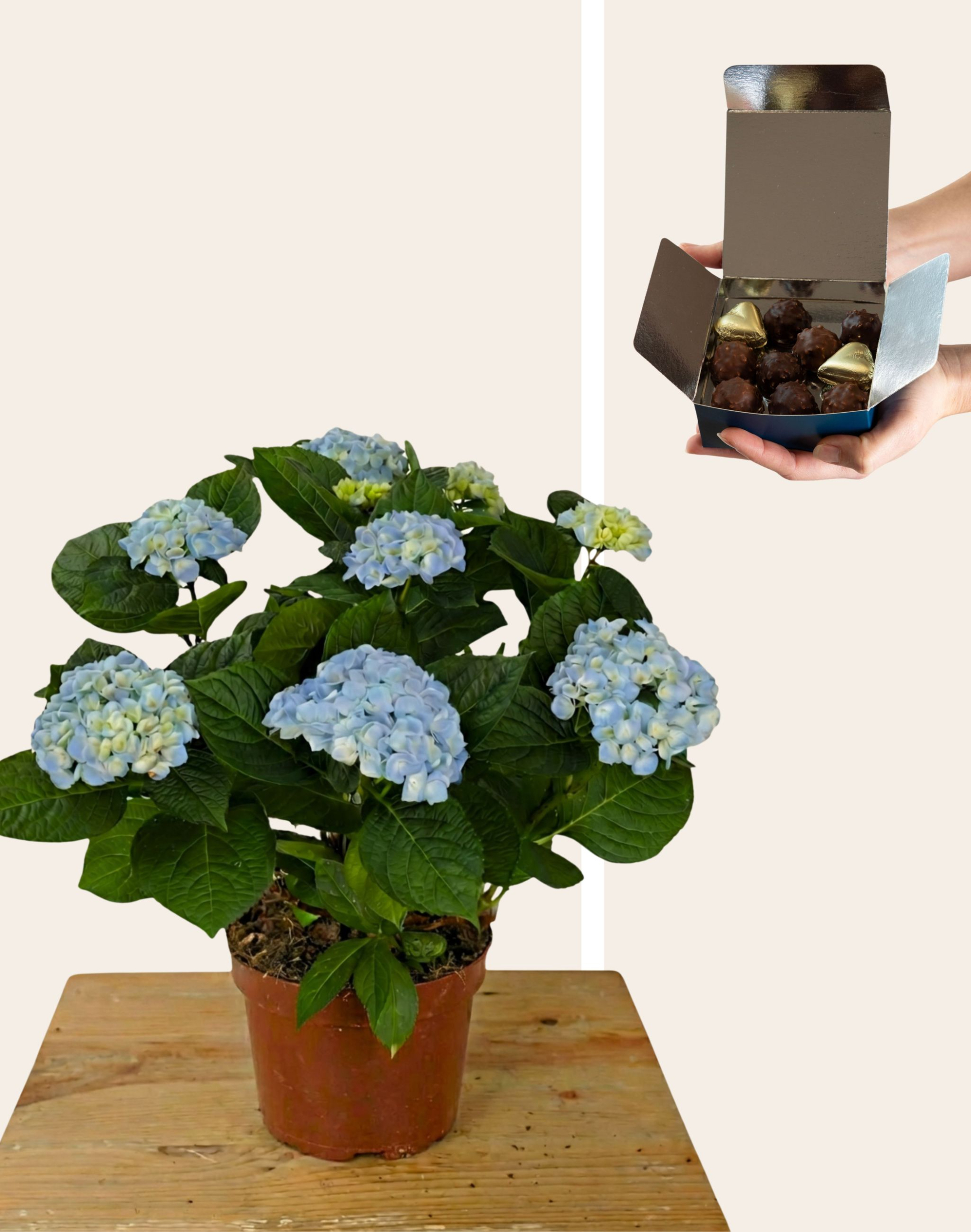 Duo - Hortensia bleu et assortiment gourmand de 20 chocolats