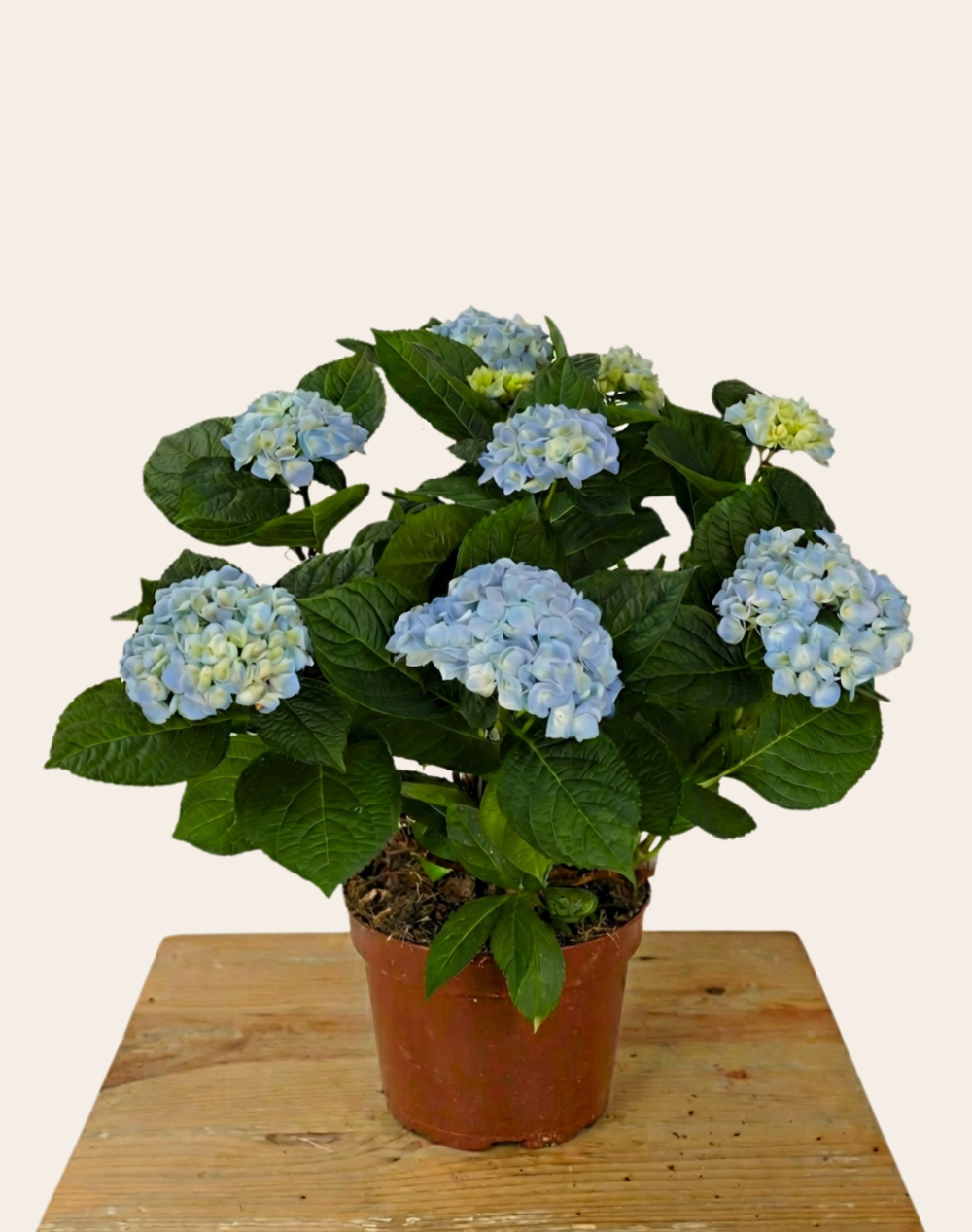 Duo - Hortensia bleu et assortiment gourmand de 20 chocolats
