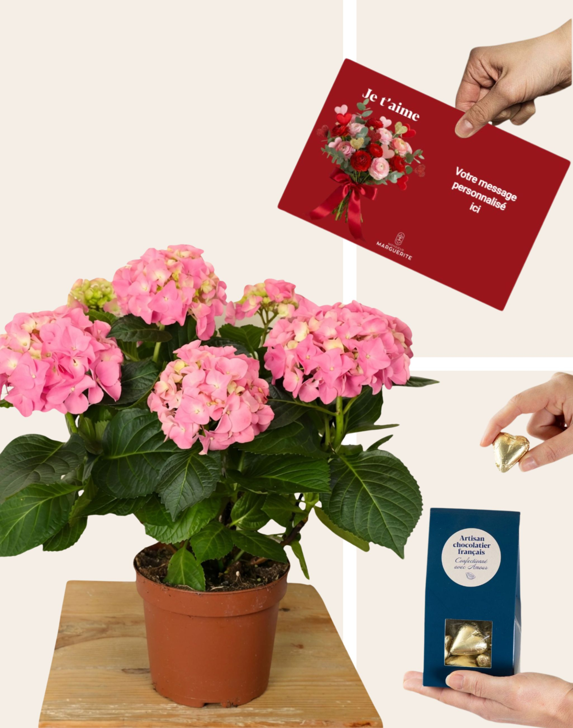 Pack Amour - Hortensia rose