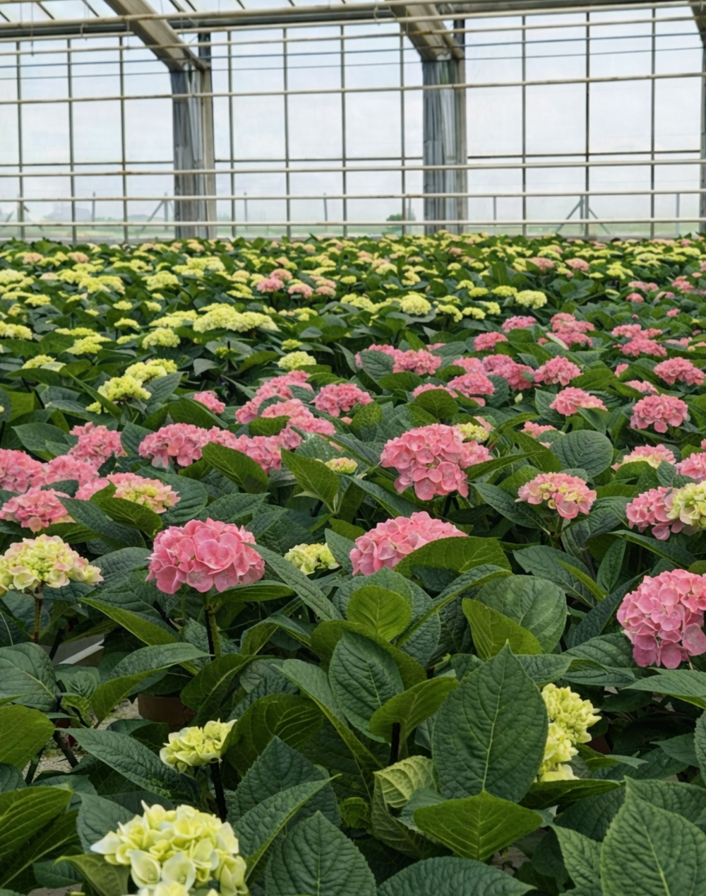 Pack Amour - Hortensia rose