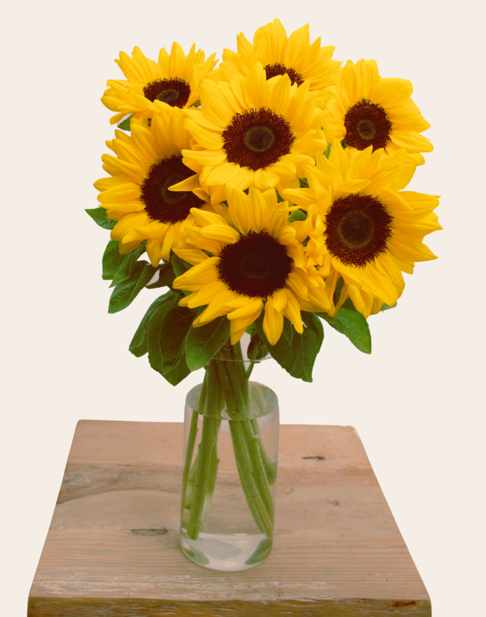 Botte de 7 Tournesols