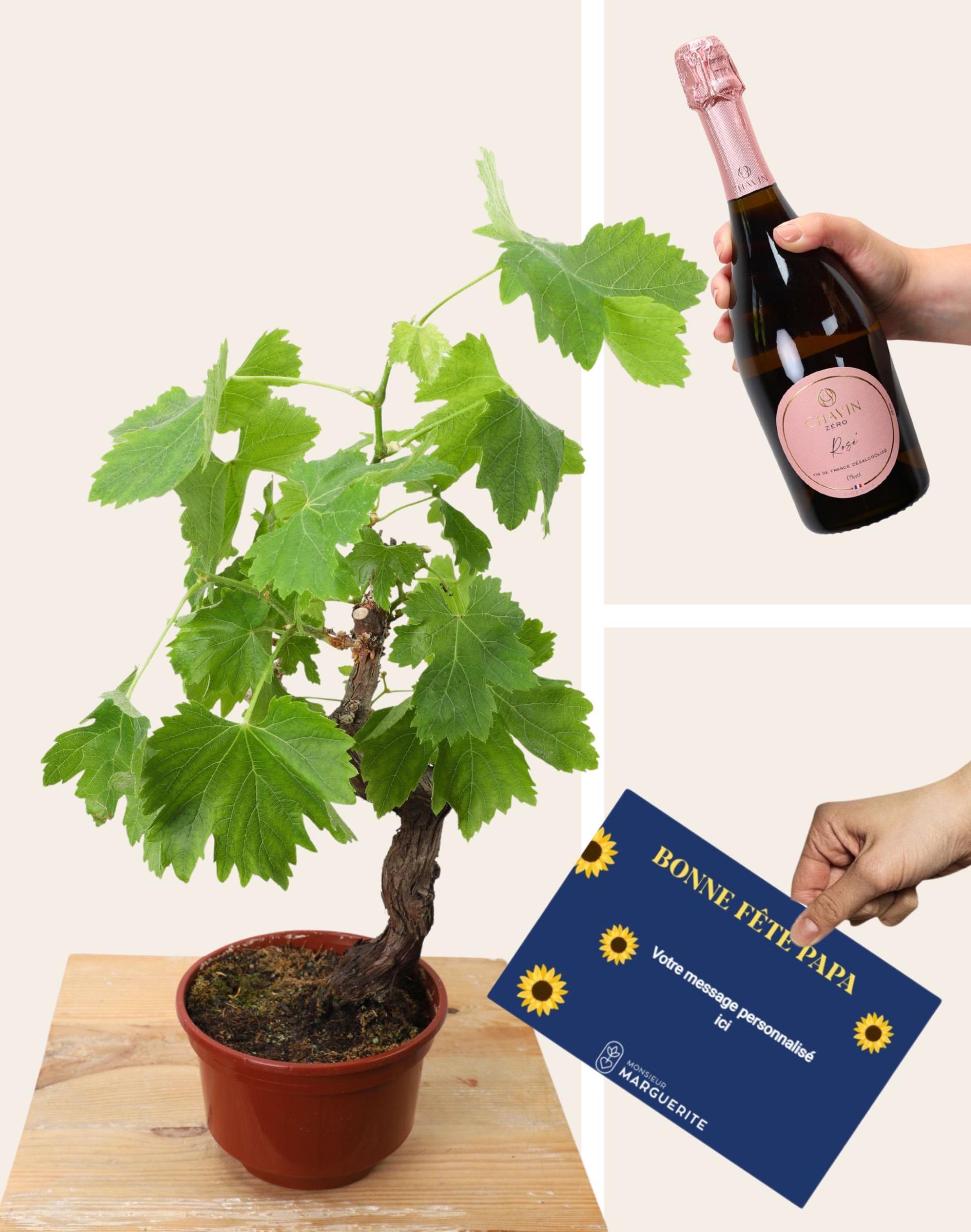 Pack Papa - Pied de Vigne