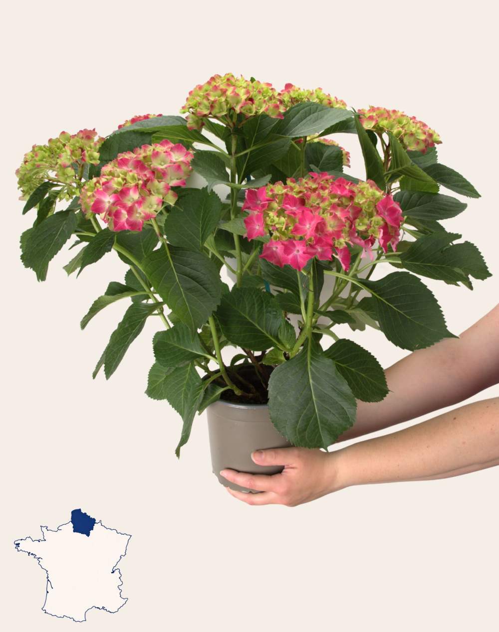 Hortensia rose