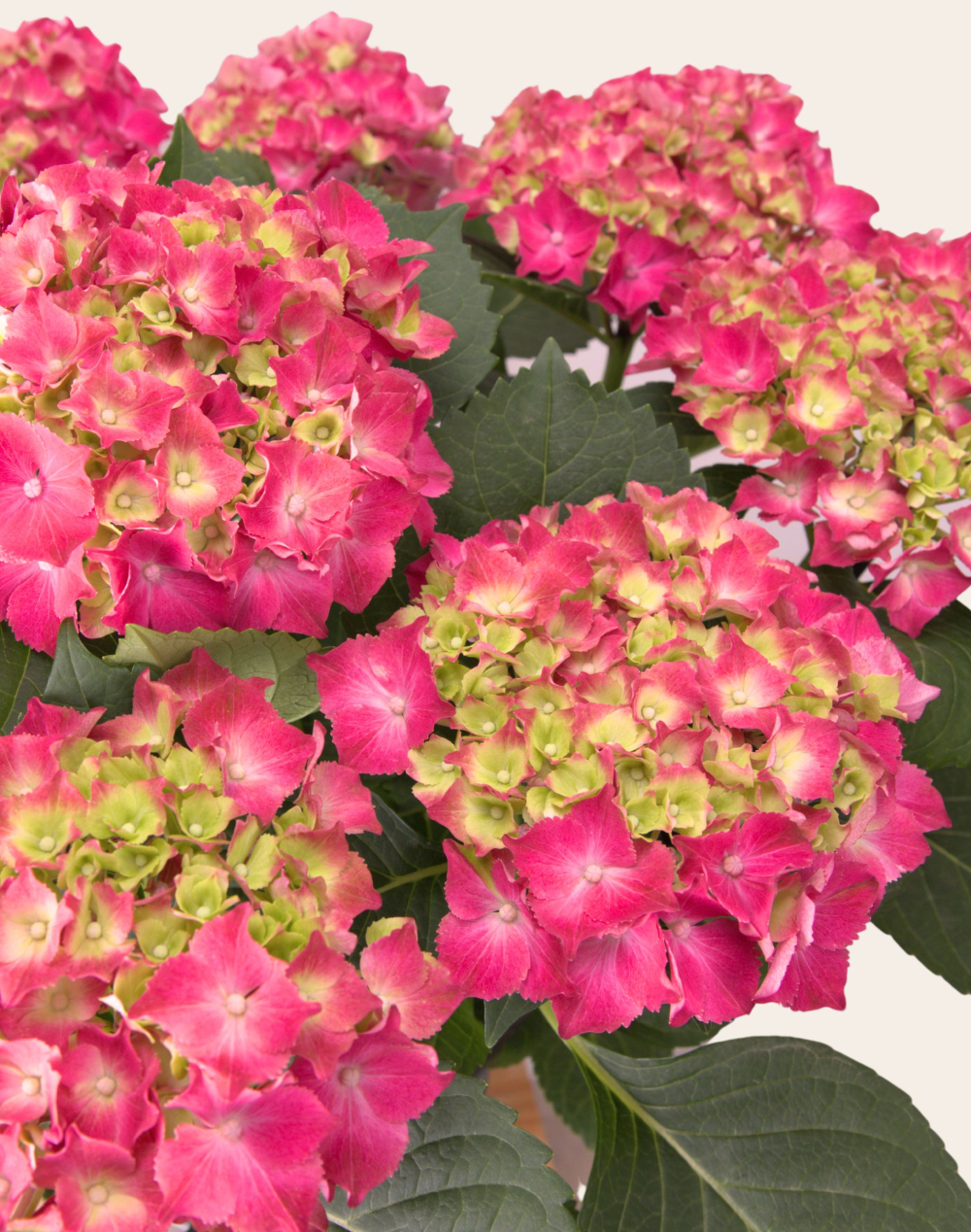 Hortensia rose