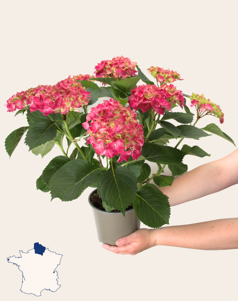 Hortensia rose