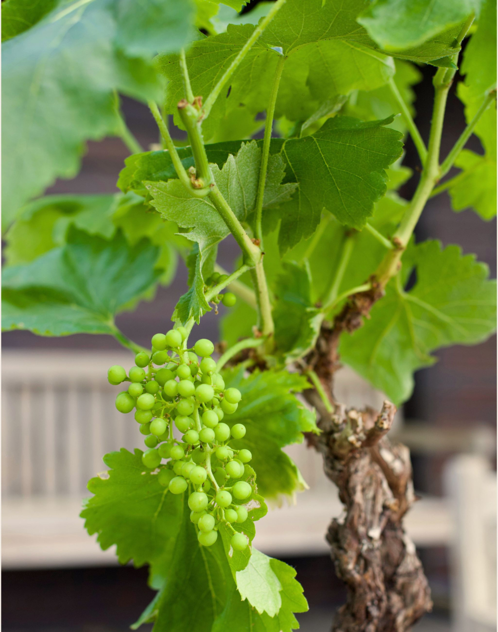 Pied de Vigne