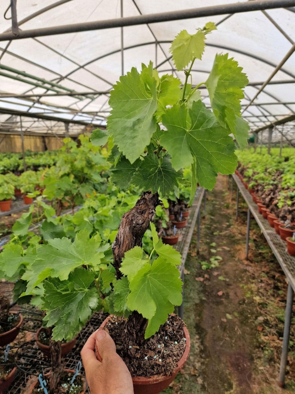 Pied de Vigne