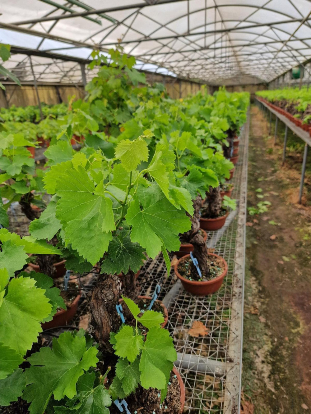 Pied de Vigne