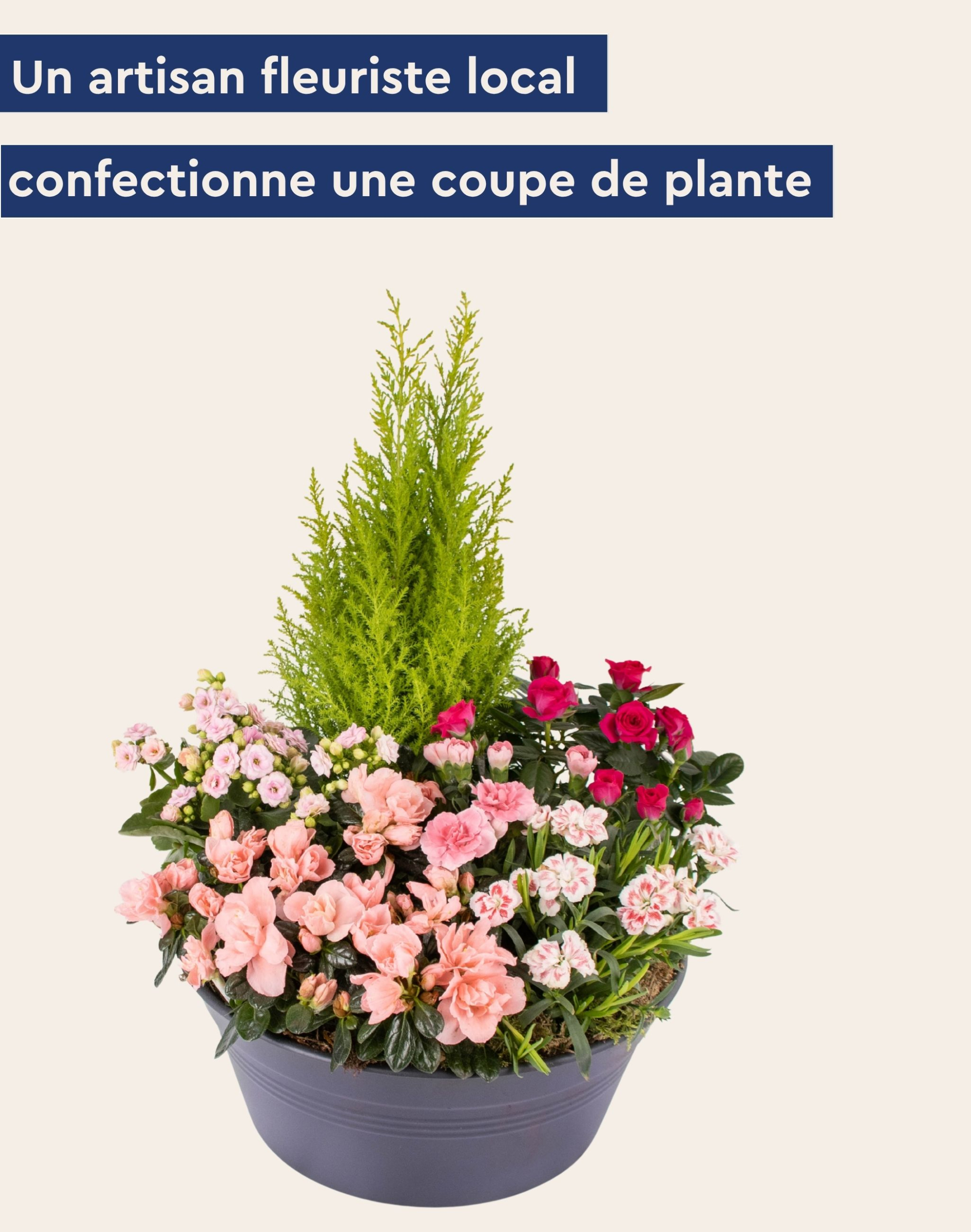 Coupe de plantes
