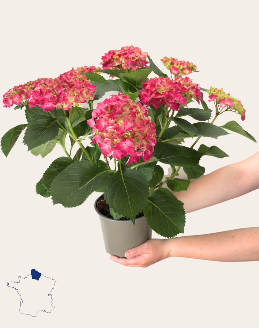 Hortensia rose