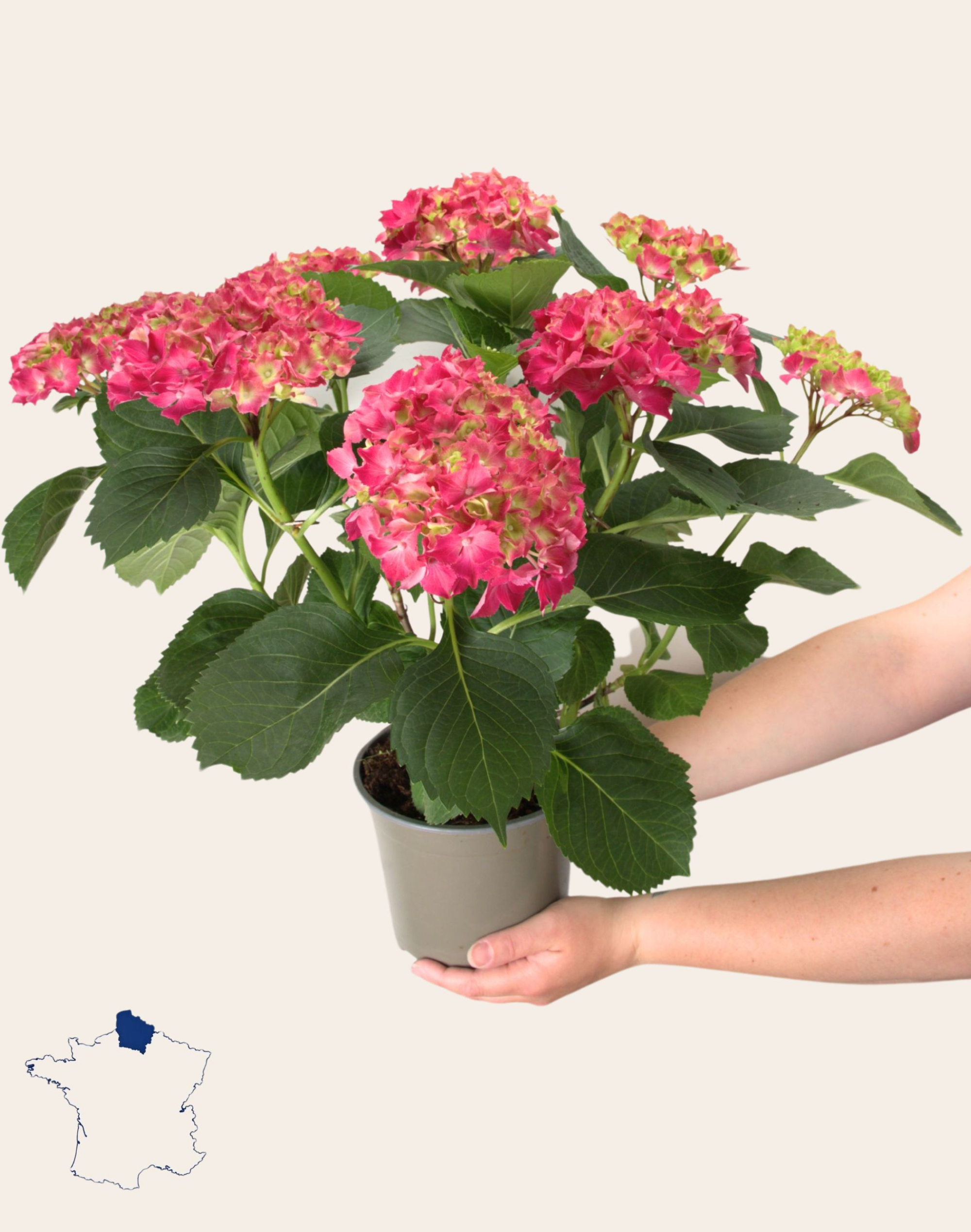 Hortensia rose
