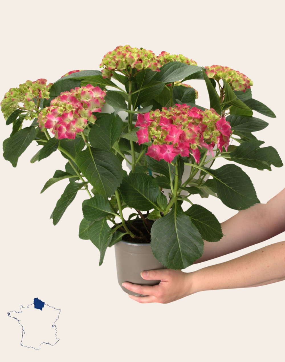 Hortensia rose