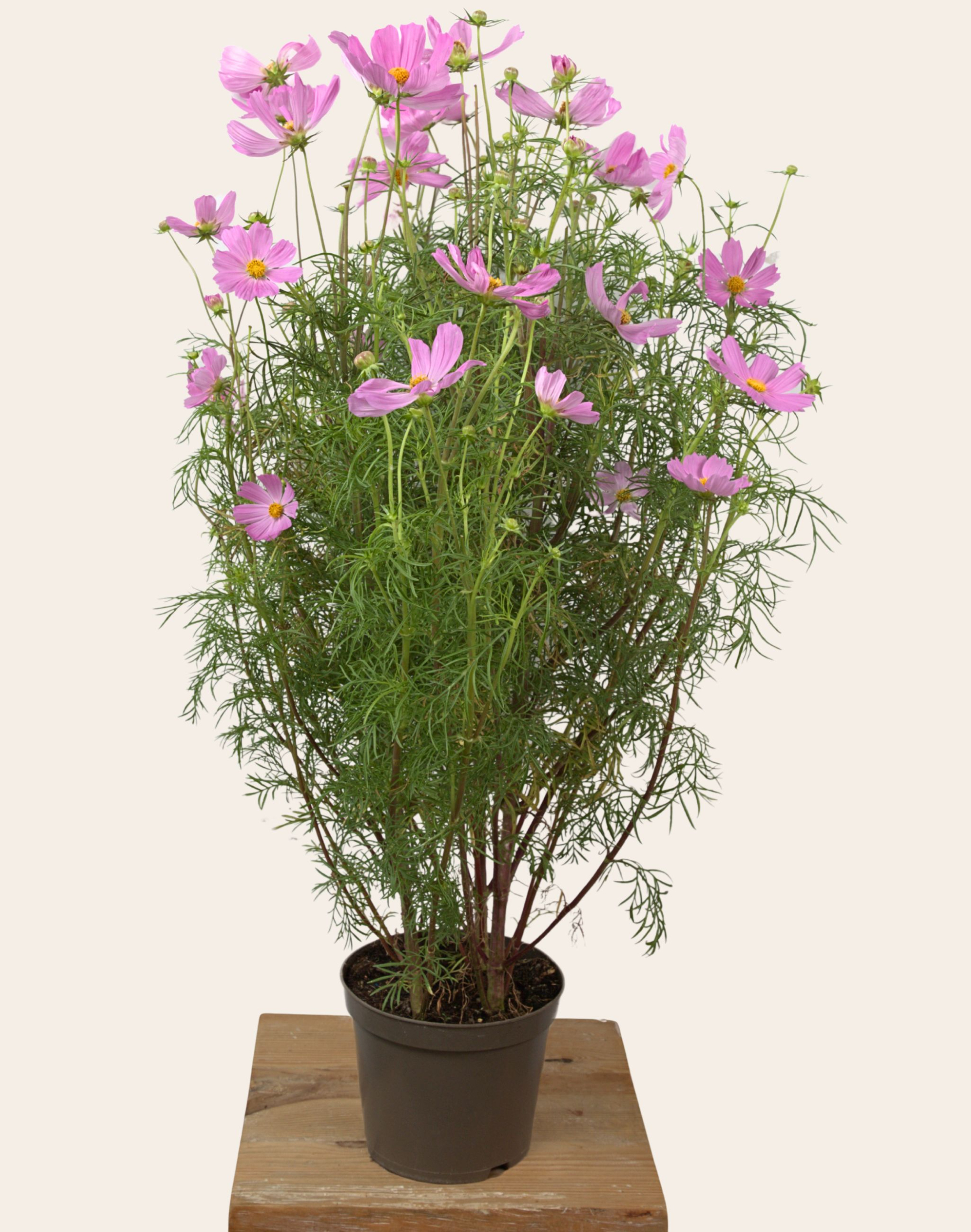 Cosmos rose