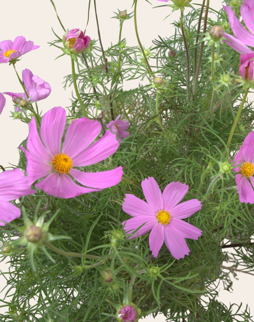 Cosmos rose