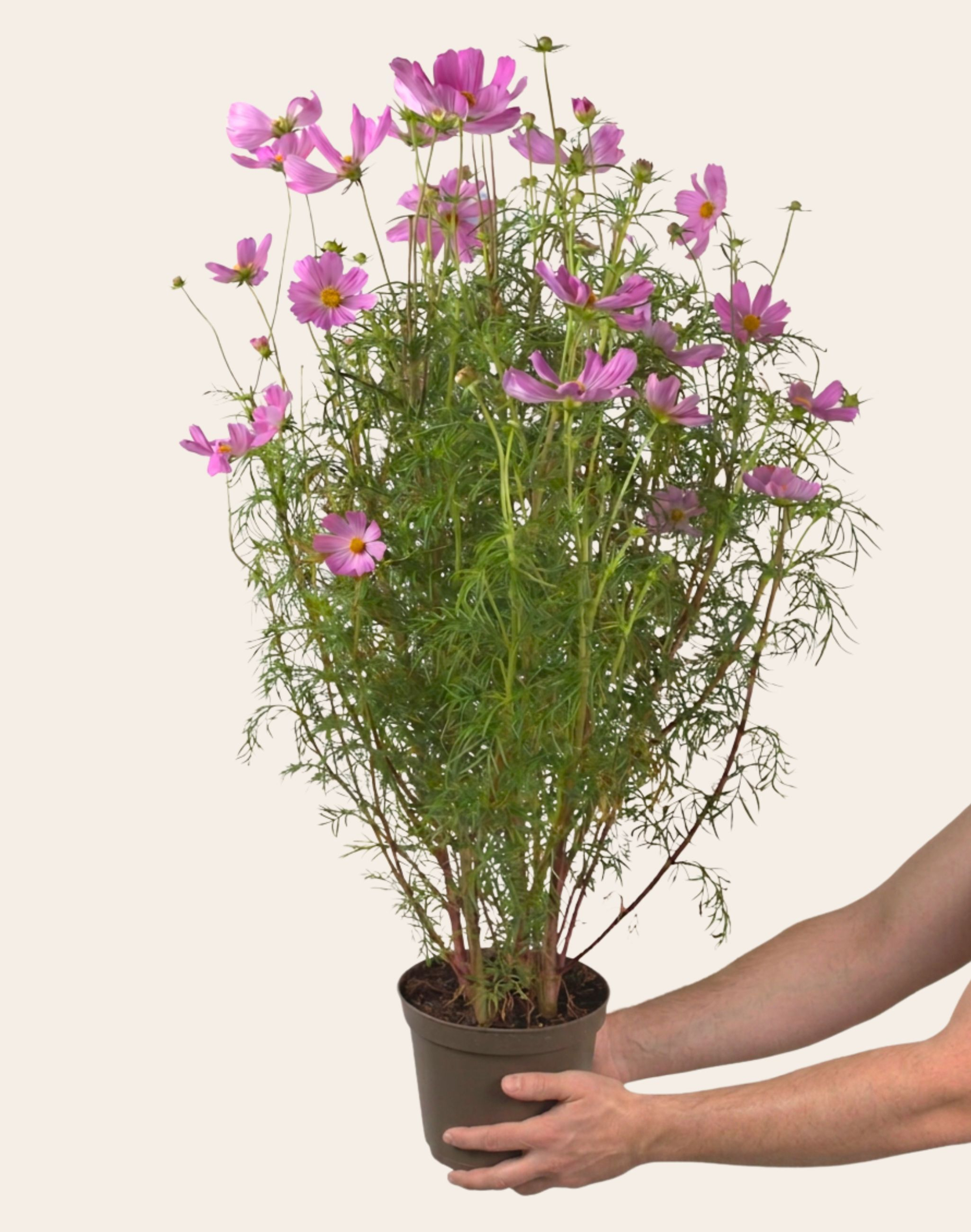 Cosmos rose