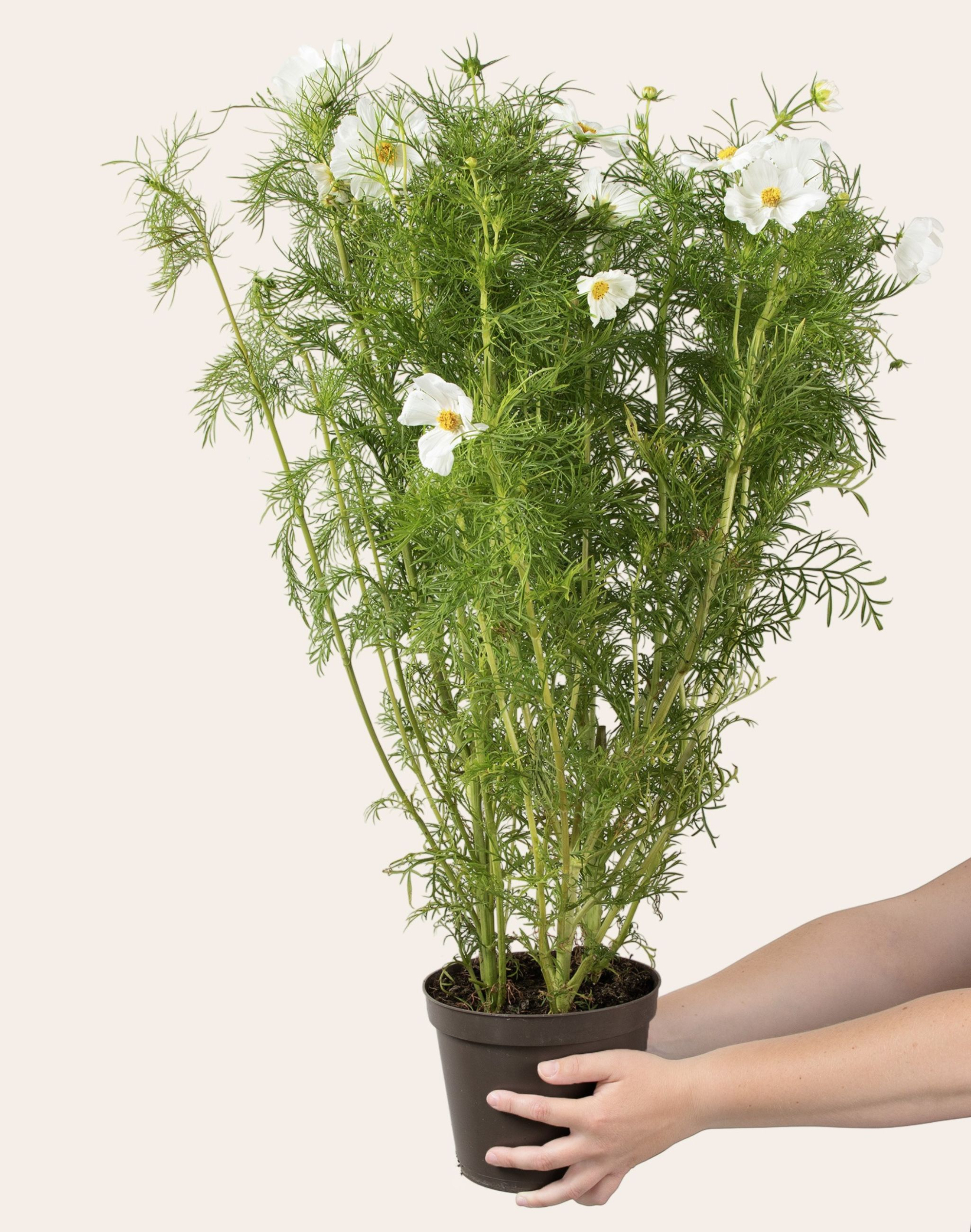 Cosmos blanc