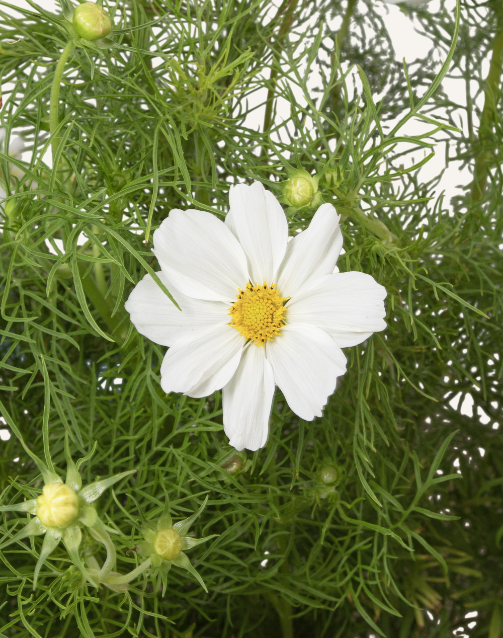Cosmos blanc