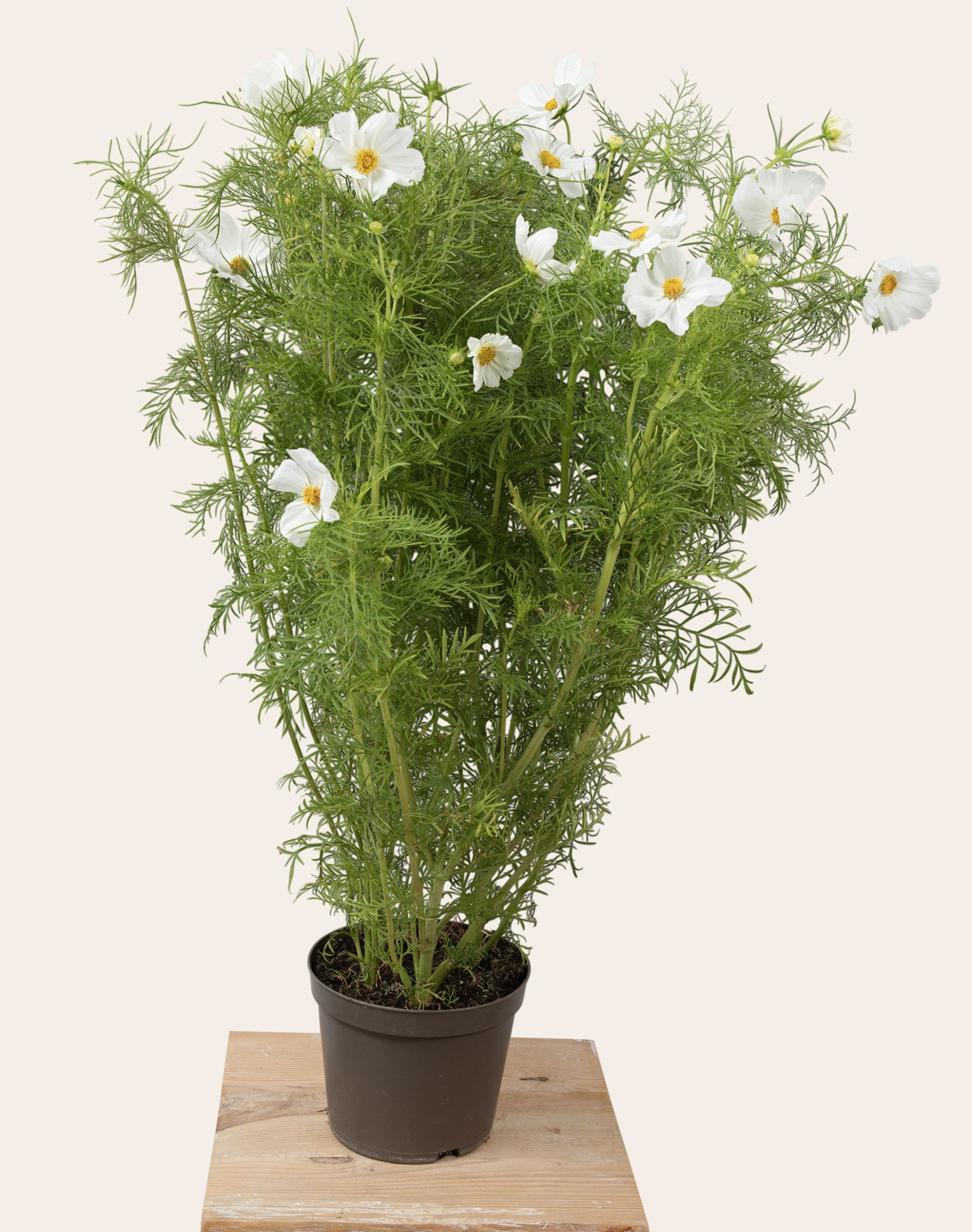 Cosmos blanc