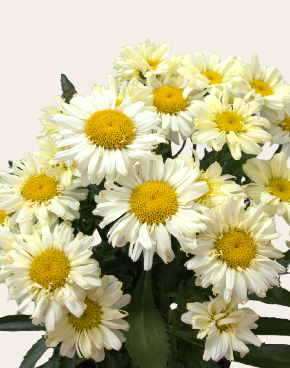 Marguerites en pot