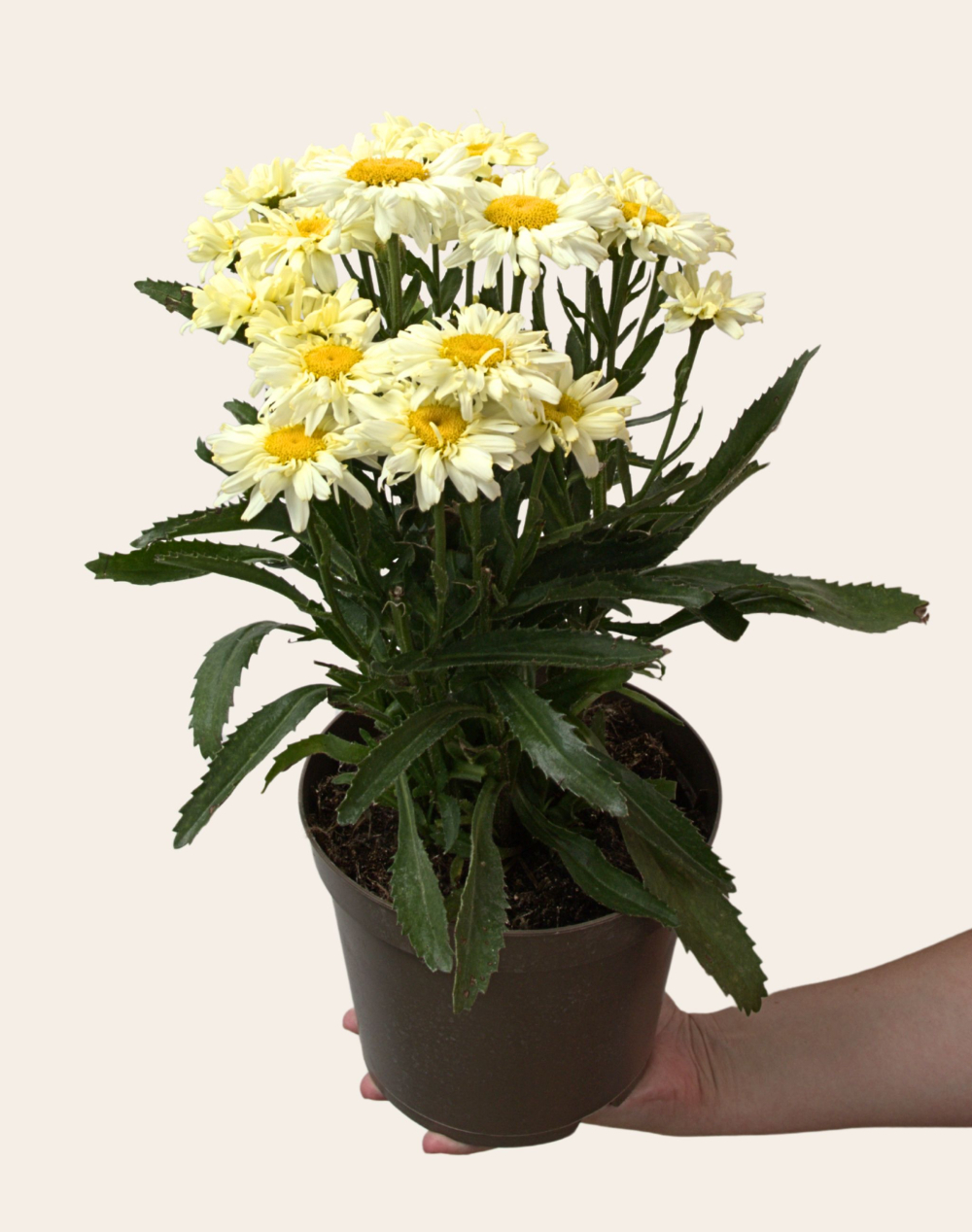 Marguerites en pot
